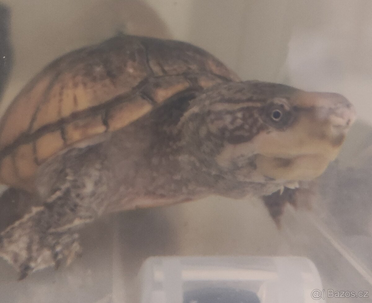 Akvárium - terárium + želva. - 20
