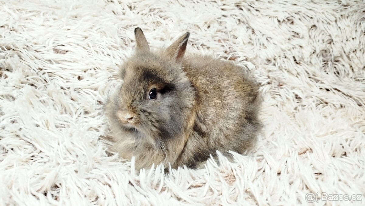 Zakrslý králík, králíček - HARRY - 20