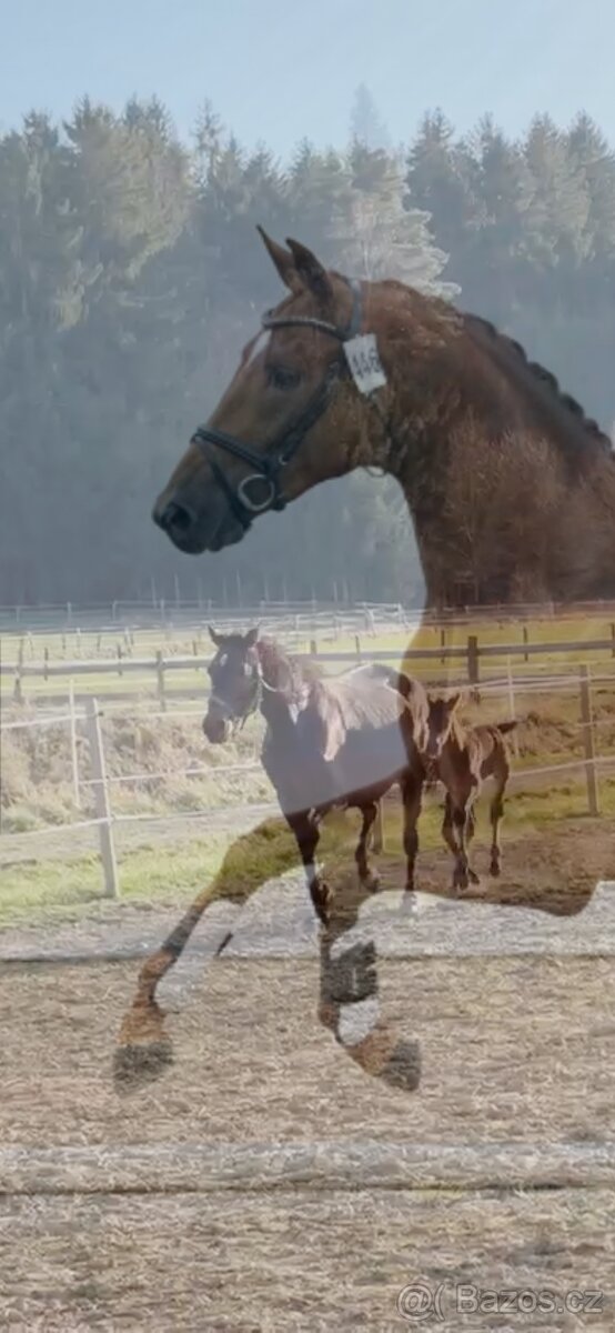 Nadějný drezurní hřebeček po odstavu Toto Gold/Glamourdale - 20