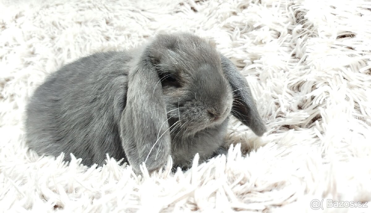 Zakrslý beránek, králíček, králík - BONNY - 20