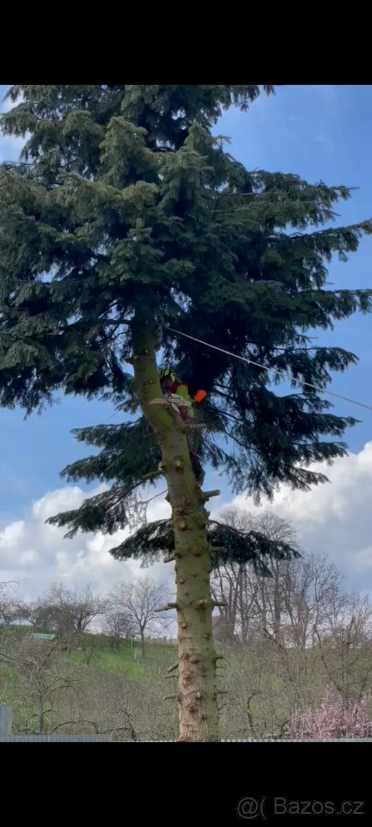 Rizikové kácení stromů - 20