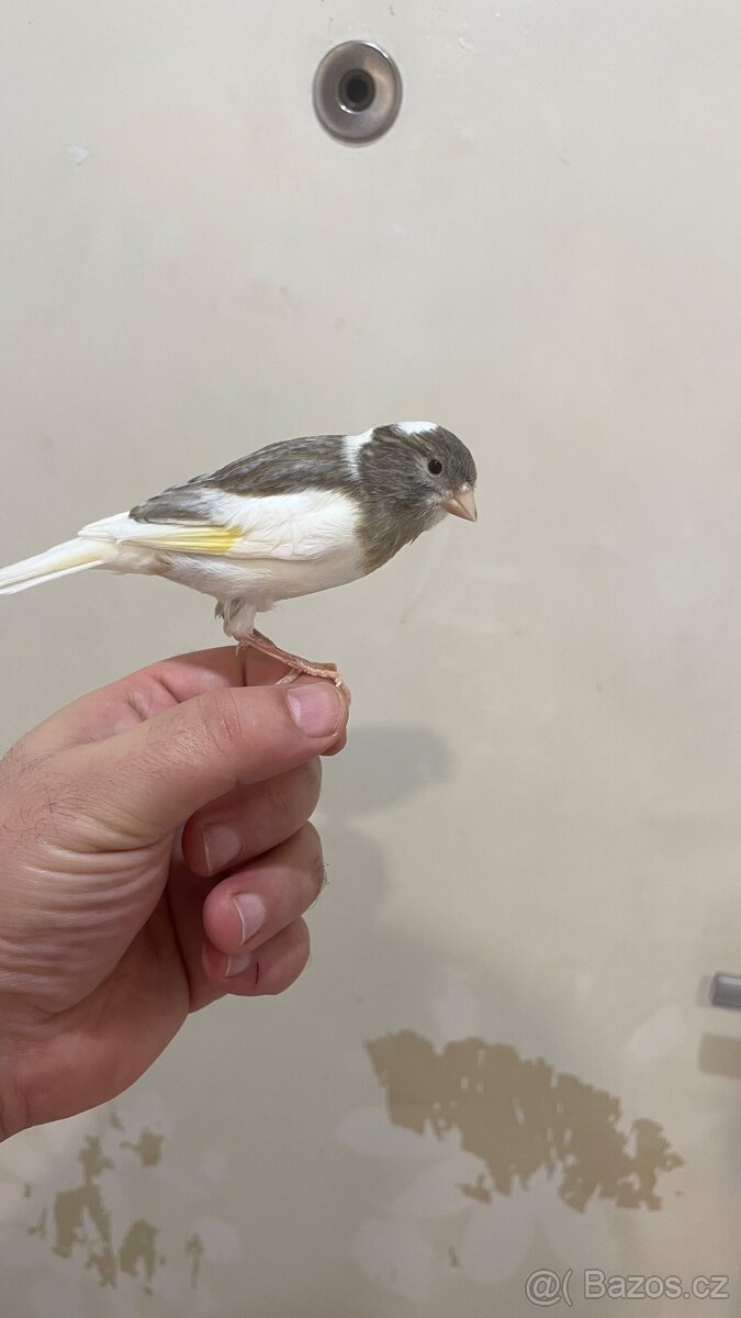 Nabízím kanáři 5/12/2025 - 20