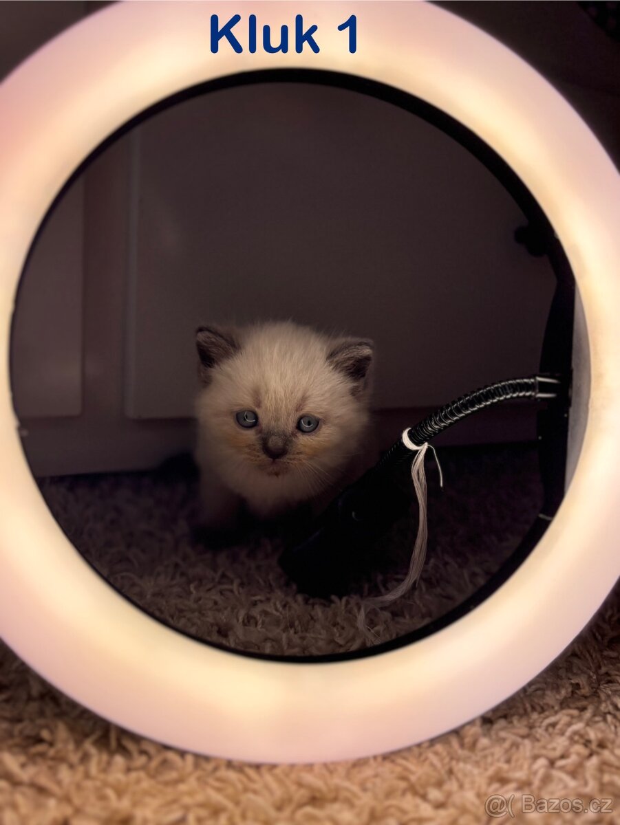 Britská koťata. - 20