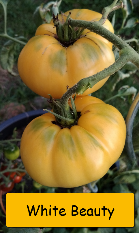 Semínka rajčata tyčkové - různé druhy - 20