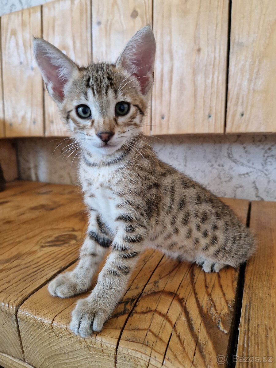 Savannah kotatka F5 - 20