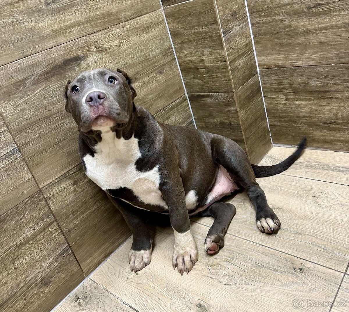 American bully XL - 20