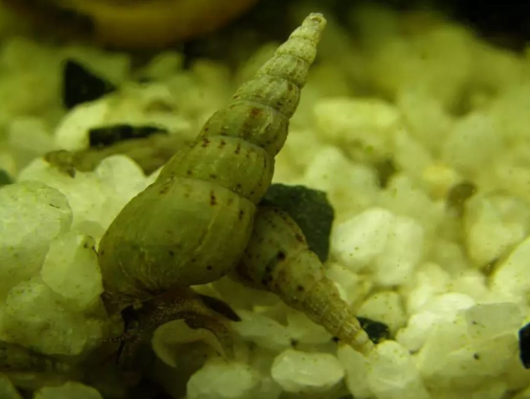 Akvarijní šneci - piskořky a okružáci všech barev - 20