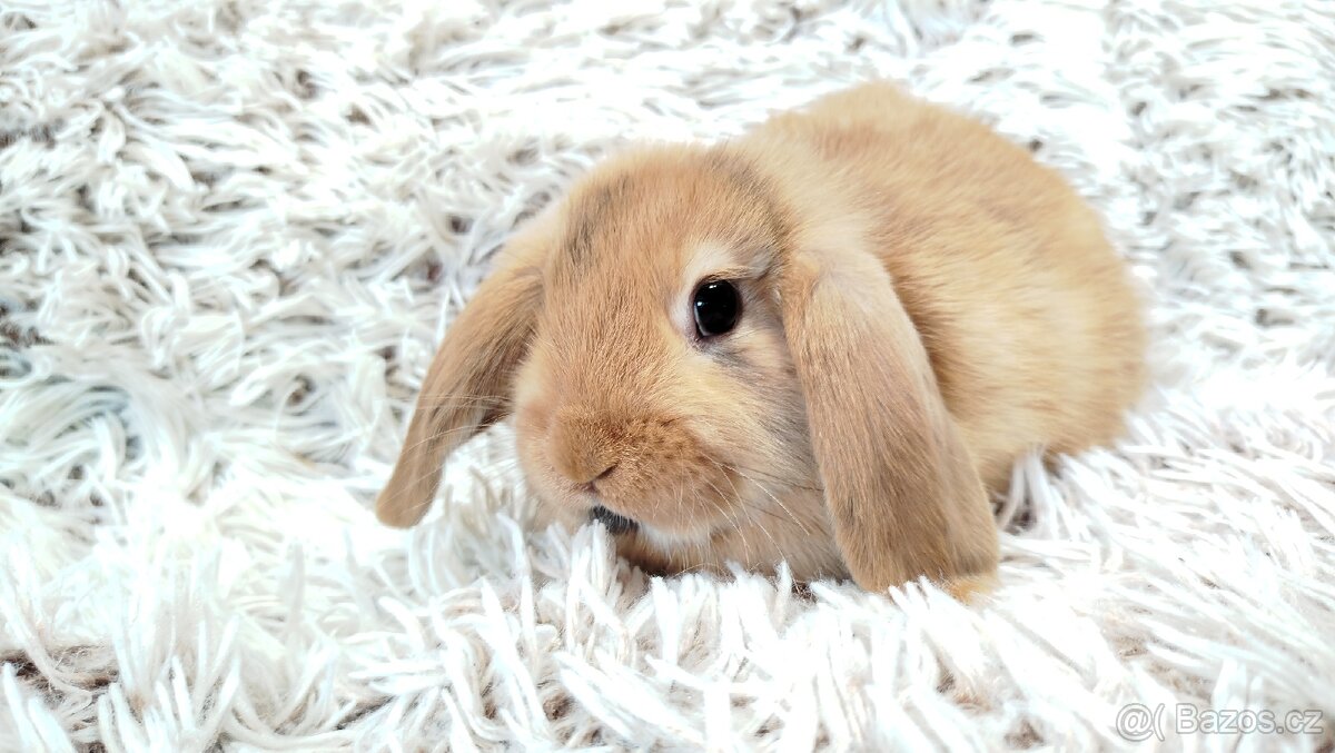 Zakrslý beránek, králíček, králík - JAYDEN - 20