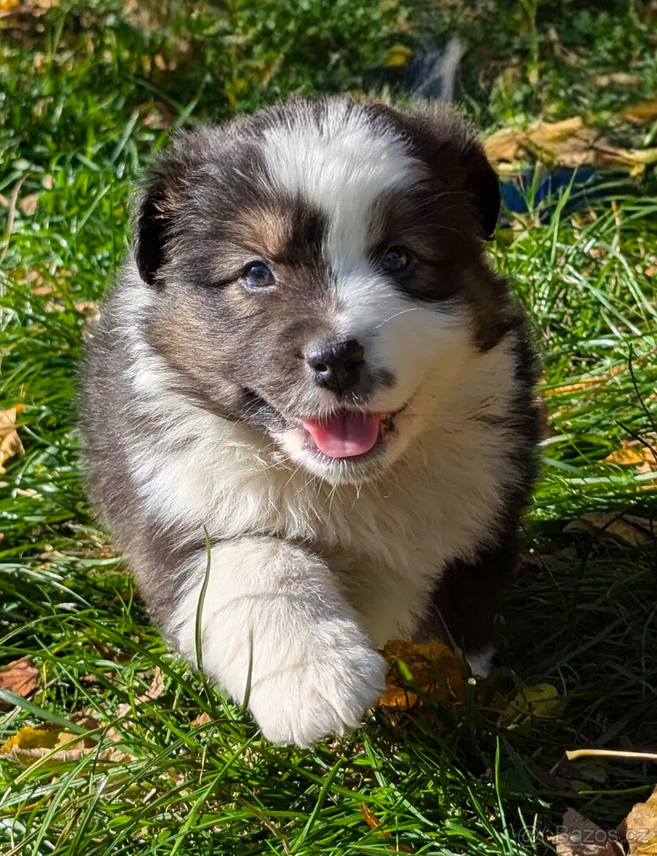 Australský ovčák, štěňata s PP FCI - 20