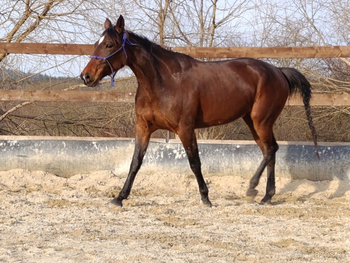 Klisna / Klusák / 7let / Prodej - 20