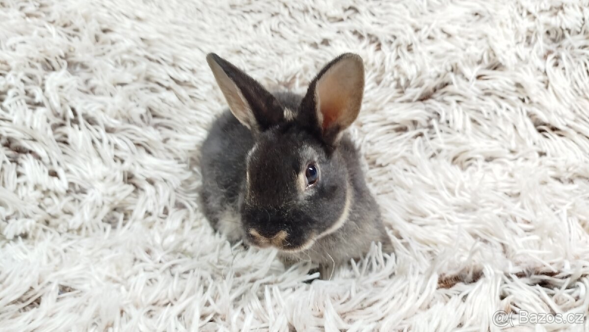 Zakrslý králík, králíček- (REX) DAISY - 20