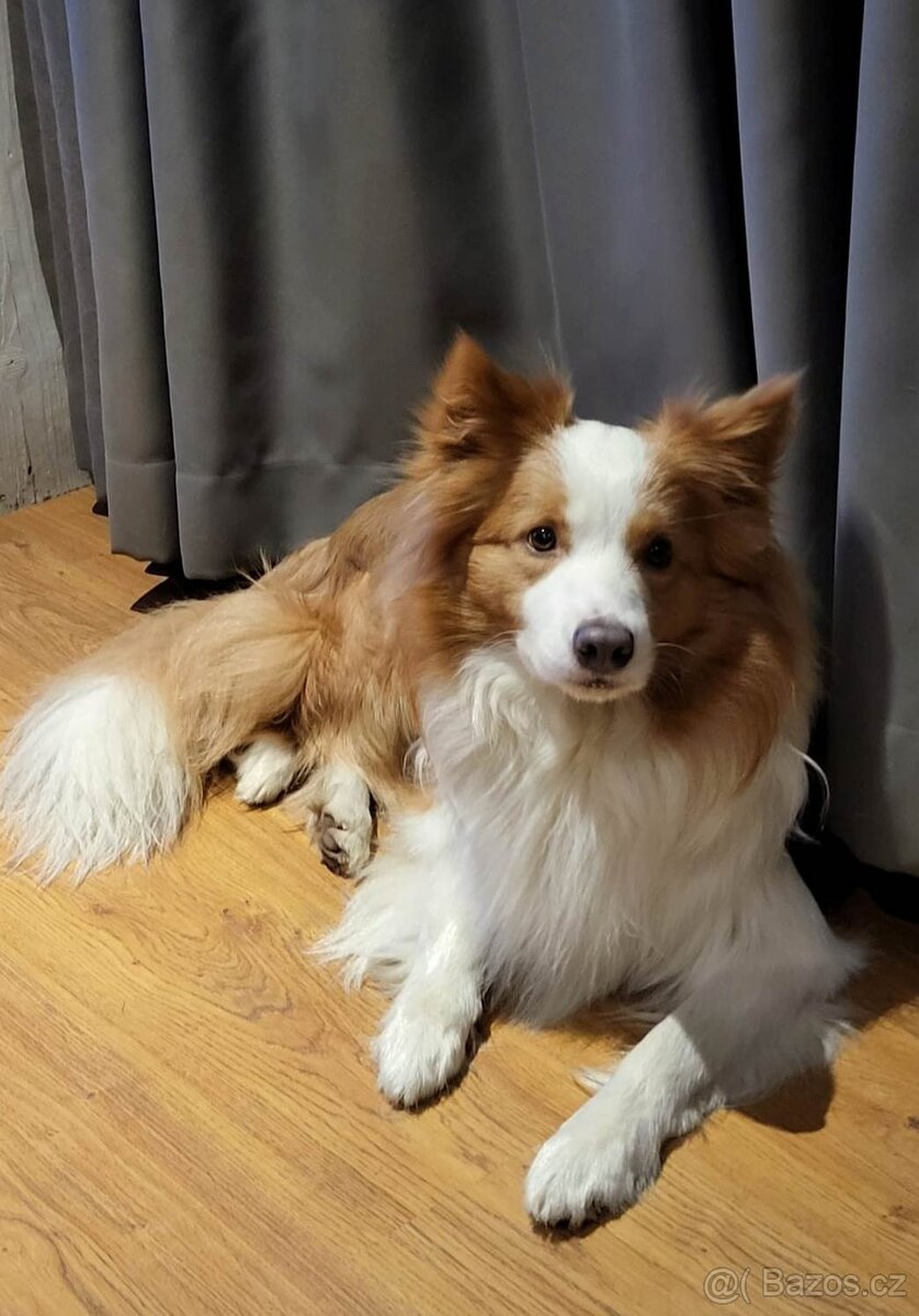 border kolie ee - red - 20