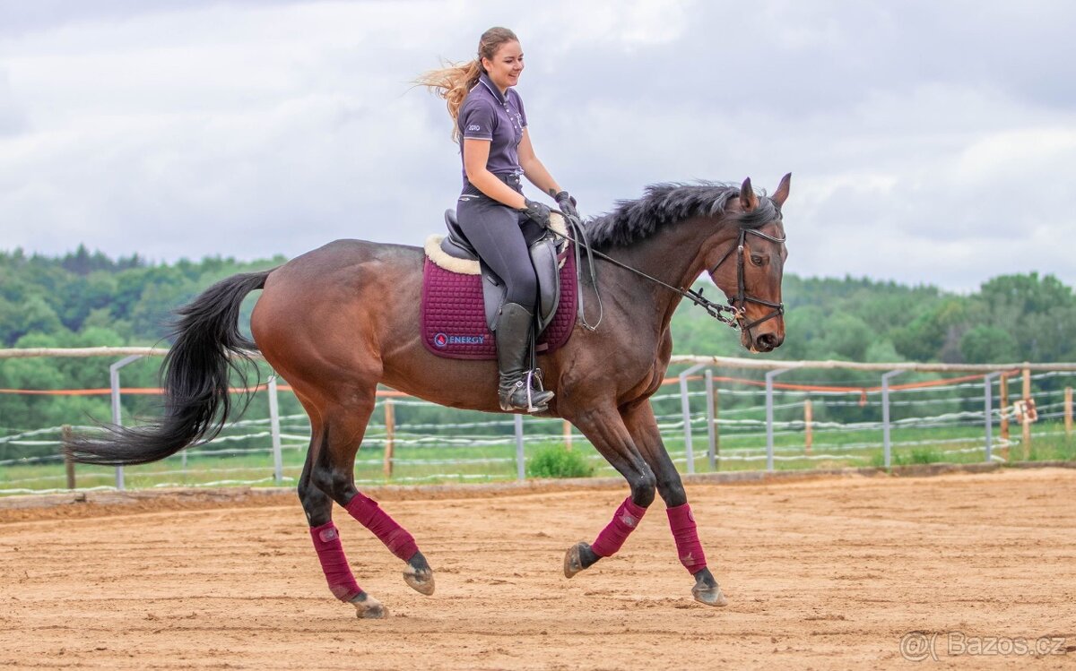 Drezurni sedlo Kentaur Afrodité - 20