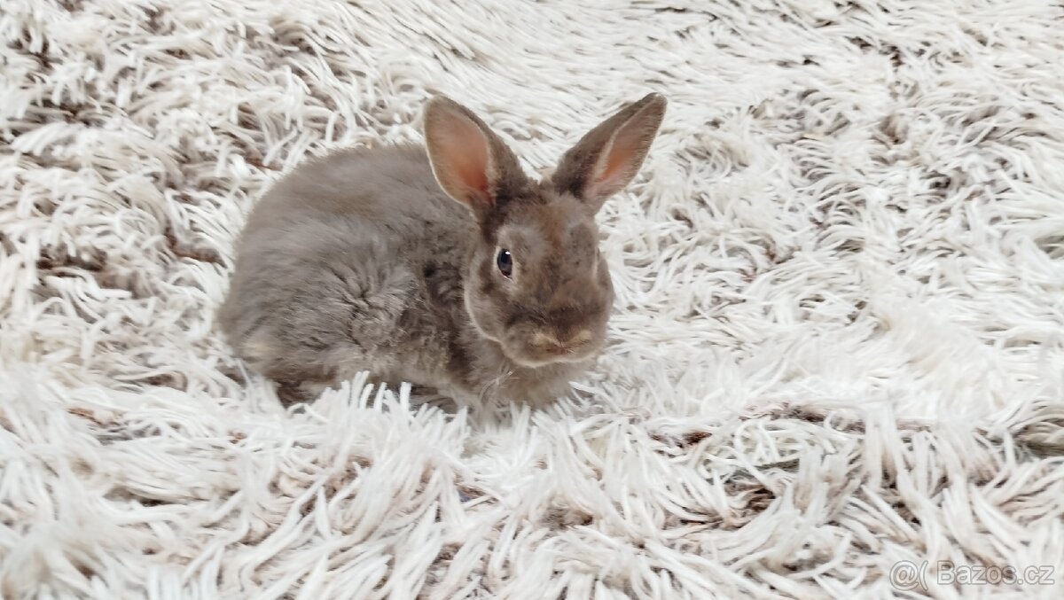 Zakrslý beránek,králíček,králík -(REX)-DIANA - 20