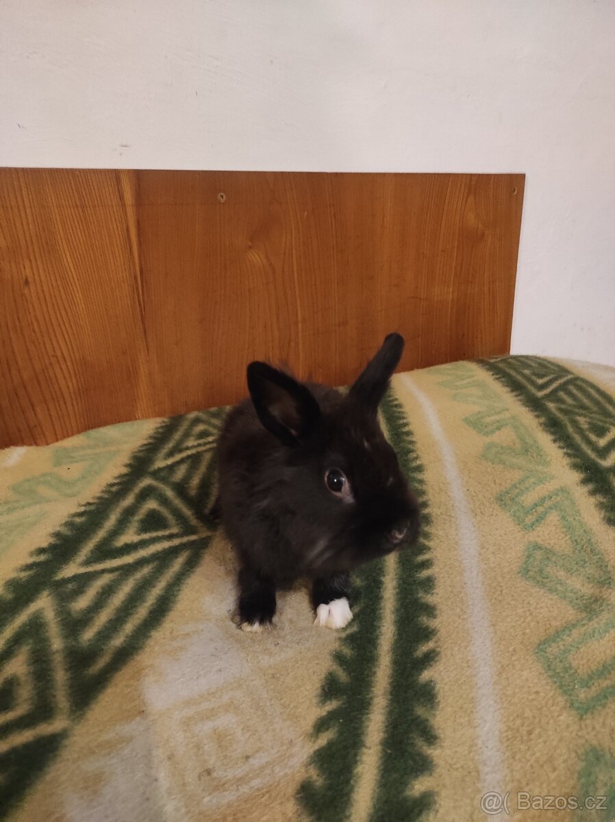 Králík zakrslý - 20