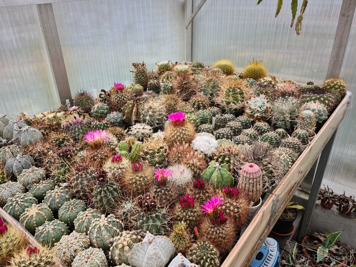 Prodám rozsáhlou sbírku kaktusů - 20