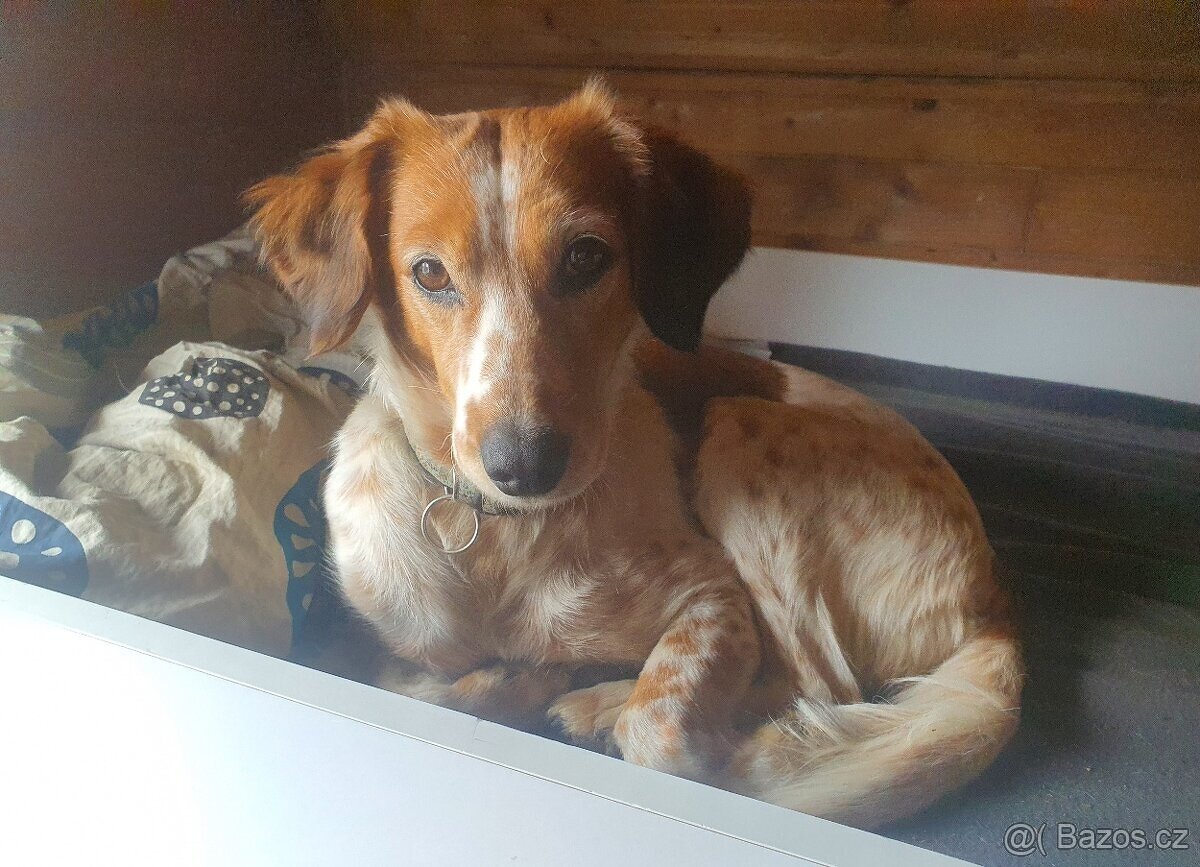 stene krizenec borderkolie× bretansky ohar/holandsky pinc - 20