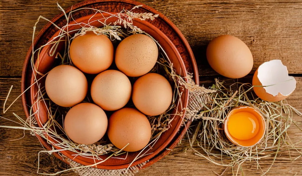 Slepičky Wyandotky zdrobnělé na vajíčka i na okrasu - 20