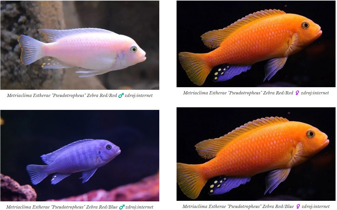 Tlamovci Malawi 19 - 20