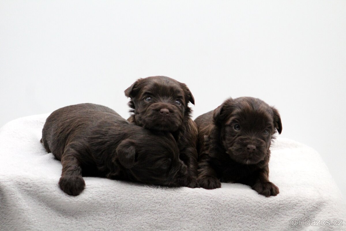 jorkšírský terrier s PP - 20