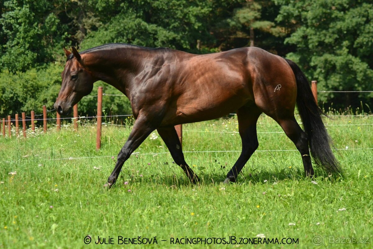 Appaloosa klisna - 20