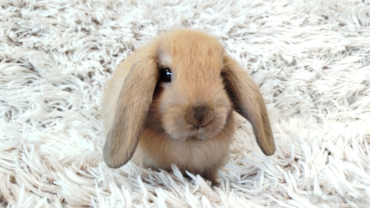 Zakrslý beránek, králíček, králík - JIJI - 20