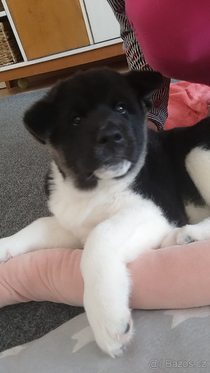 Americká akita štěňátka pejsek a fenečka - 20