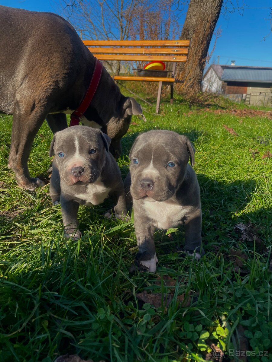 🐾 Americký stafordšírský teriér – modrá štěňátka Bibi a Oli - 20
