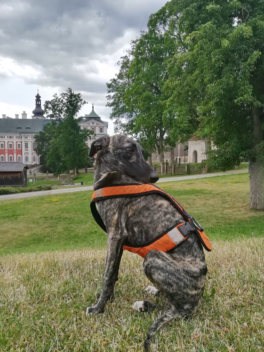 Whippet štěňátka bez PP po rodičích s PP ( FCI). - 20