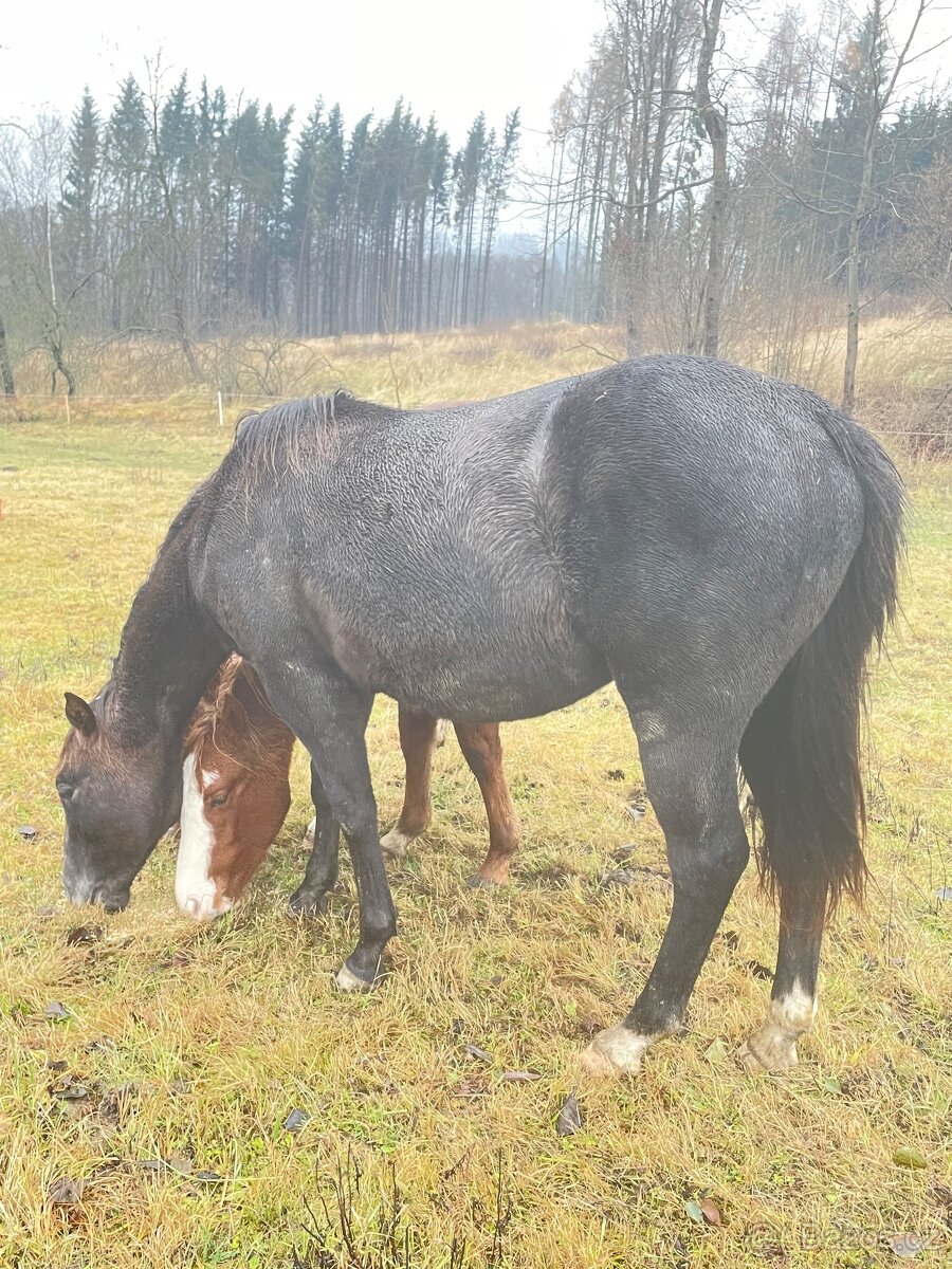 Quarter horse 2,5 roku . - 20