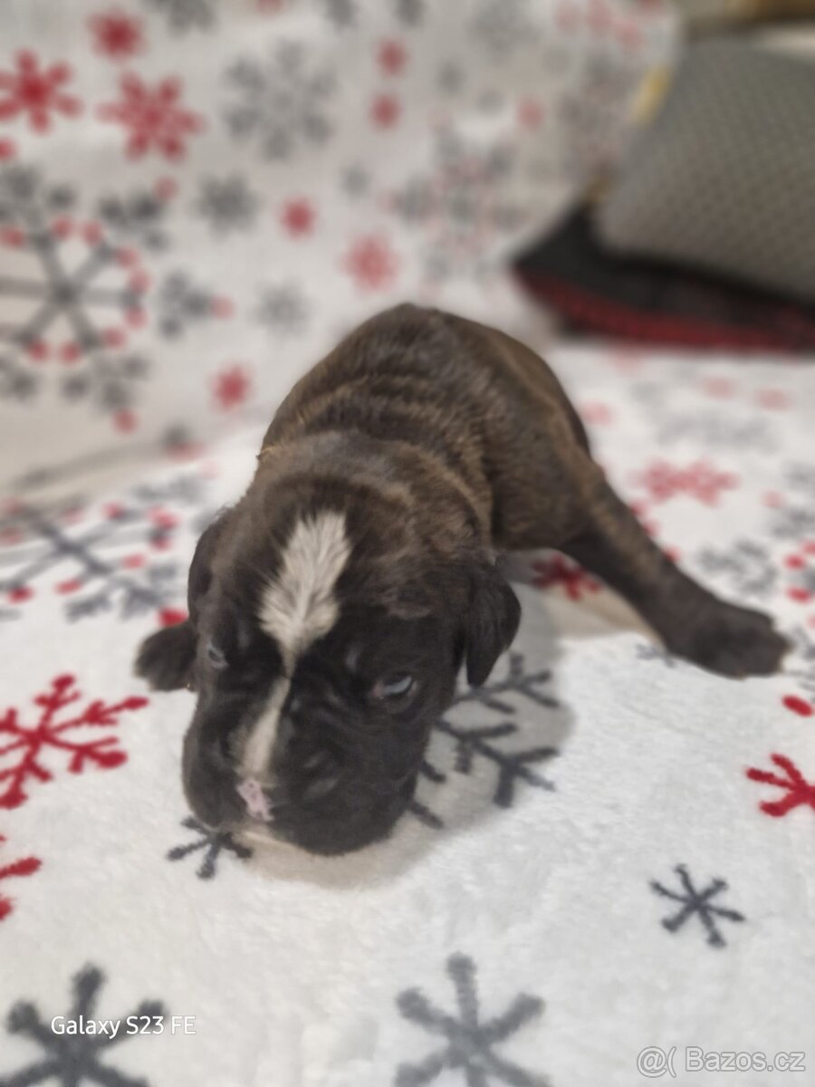 Německý boxer Žíhaný - 20