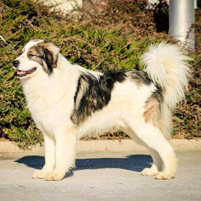 Tornjak s PP poslední 2 štěňátka - 20