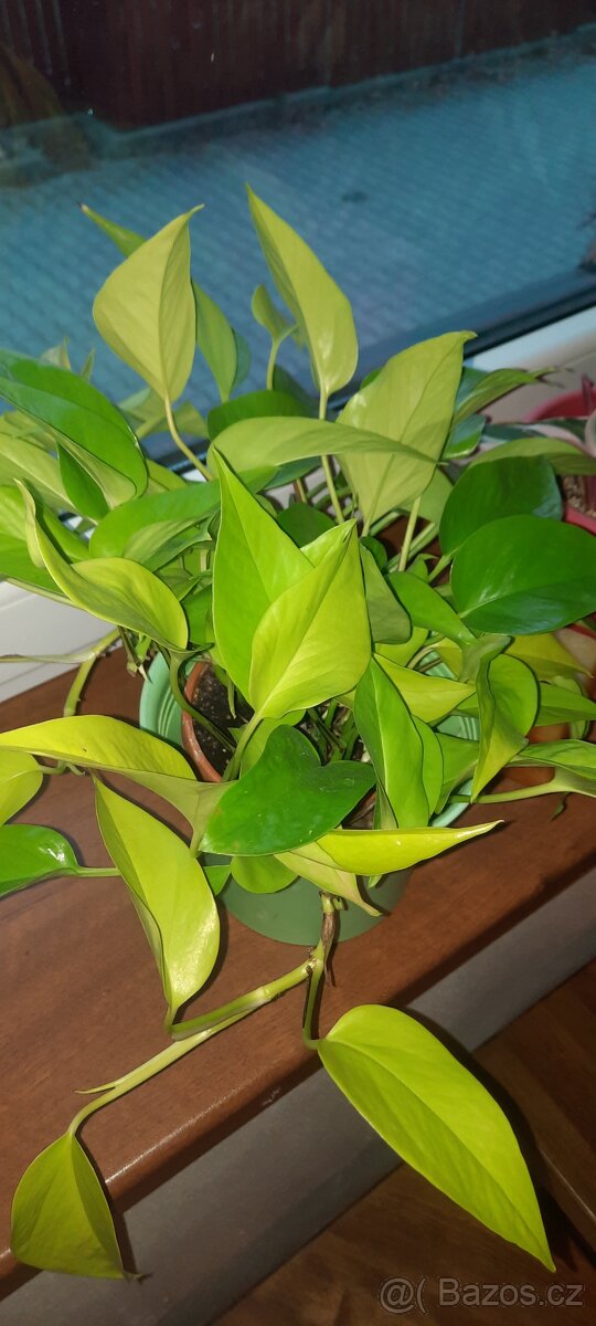 Sada zakořeněných řízků - monstery, philodendrony, synga - 20