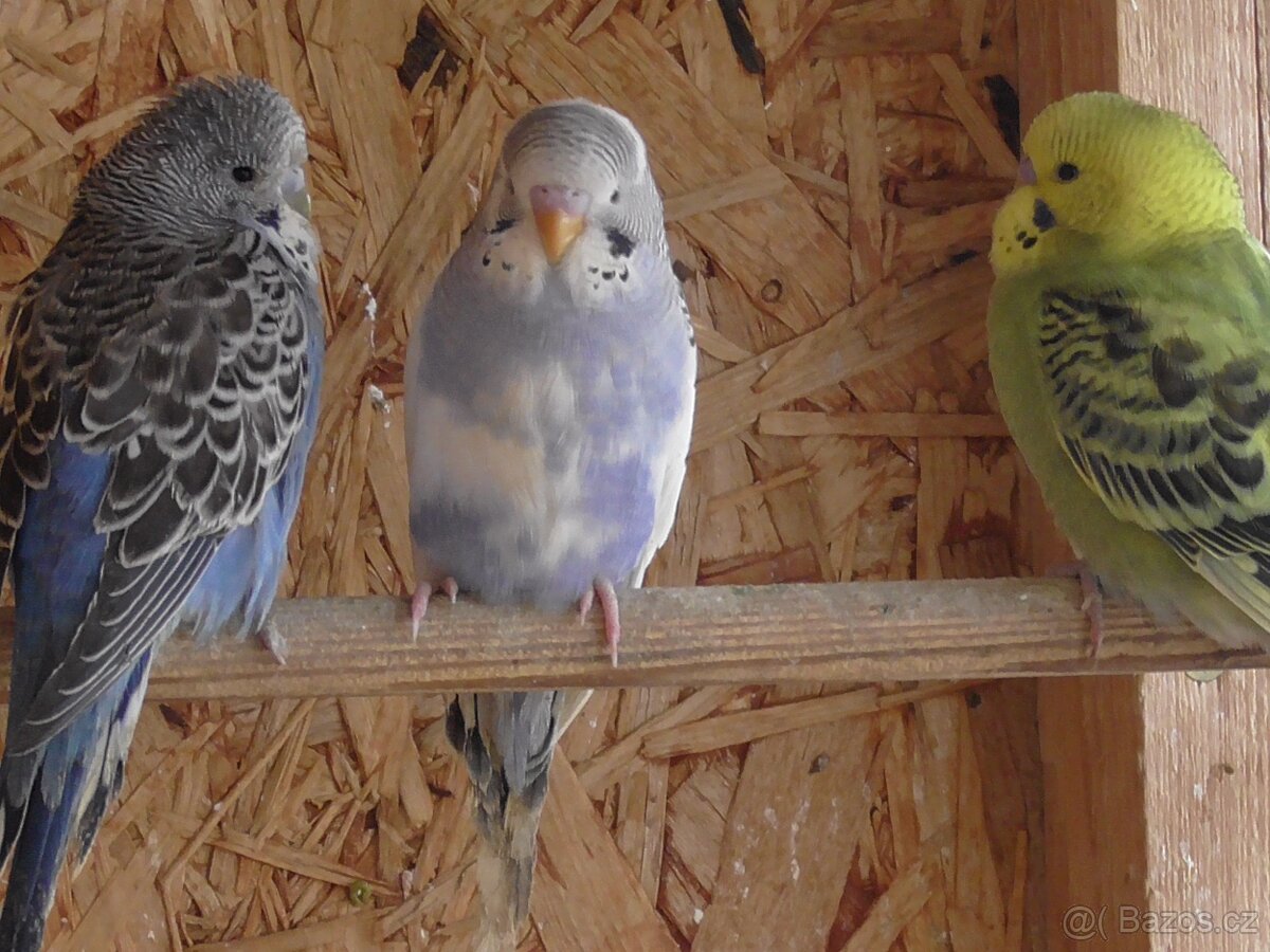 Prodám andulky různých barev - 20