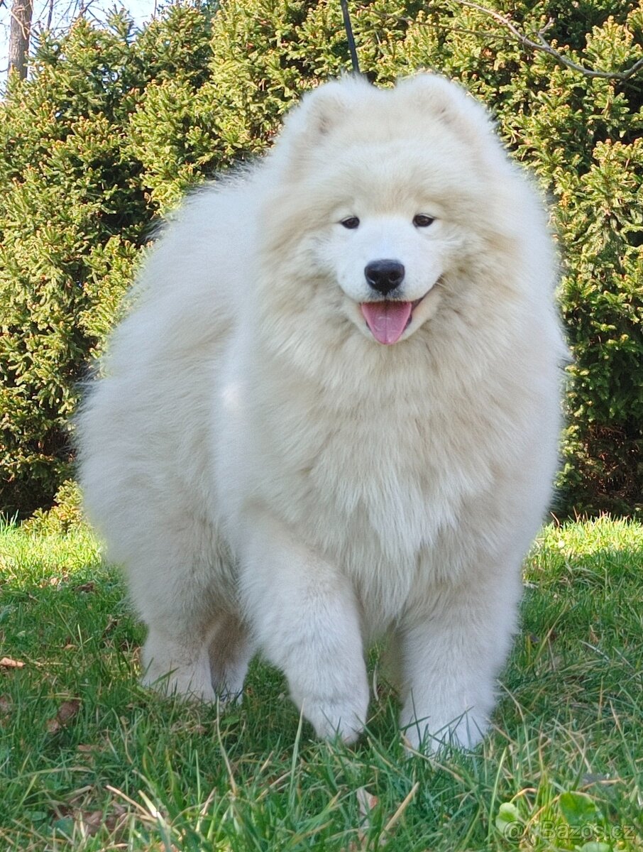 Štěňátka samojeda s PP - 20