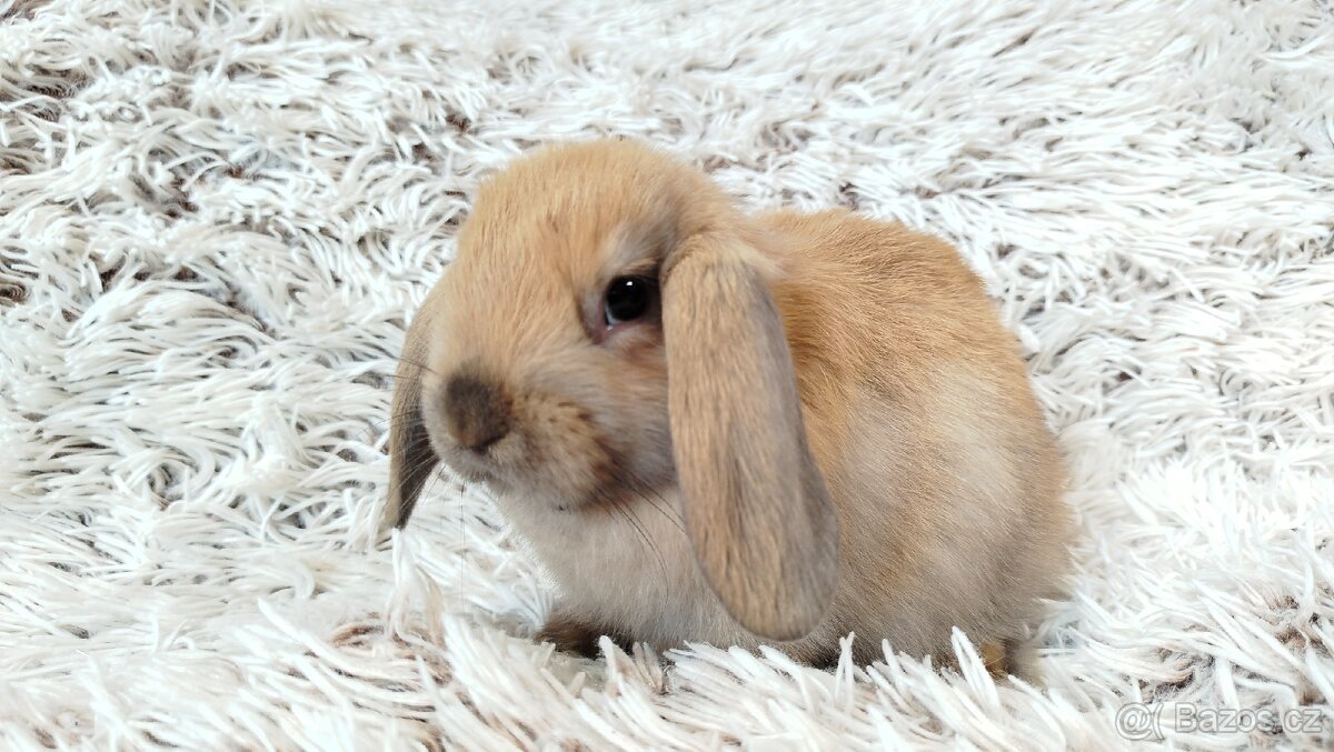 Zakrslý beránek, králíček, králík - JIJI - 20