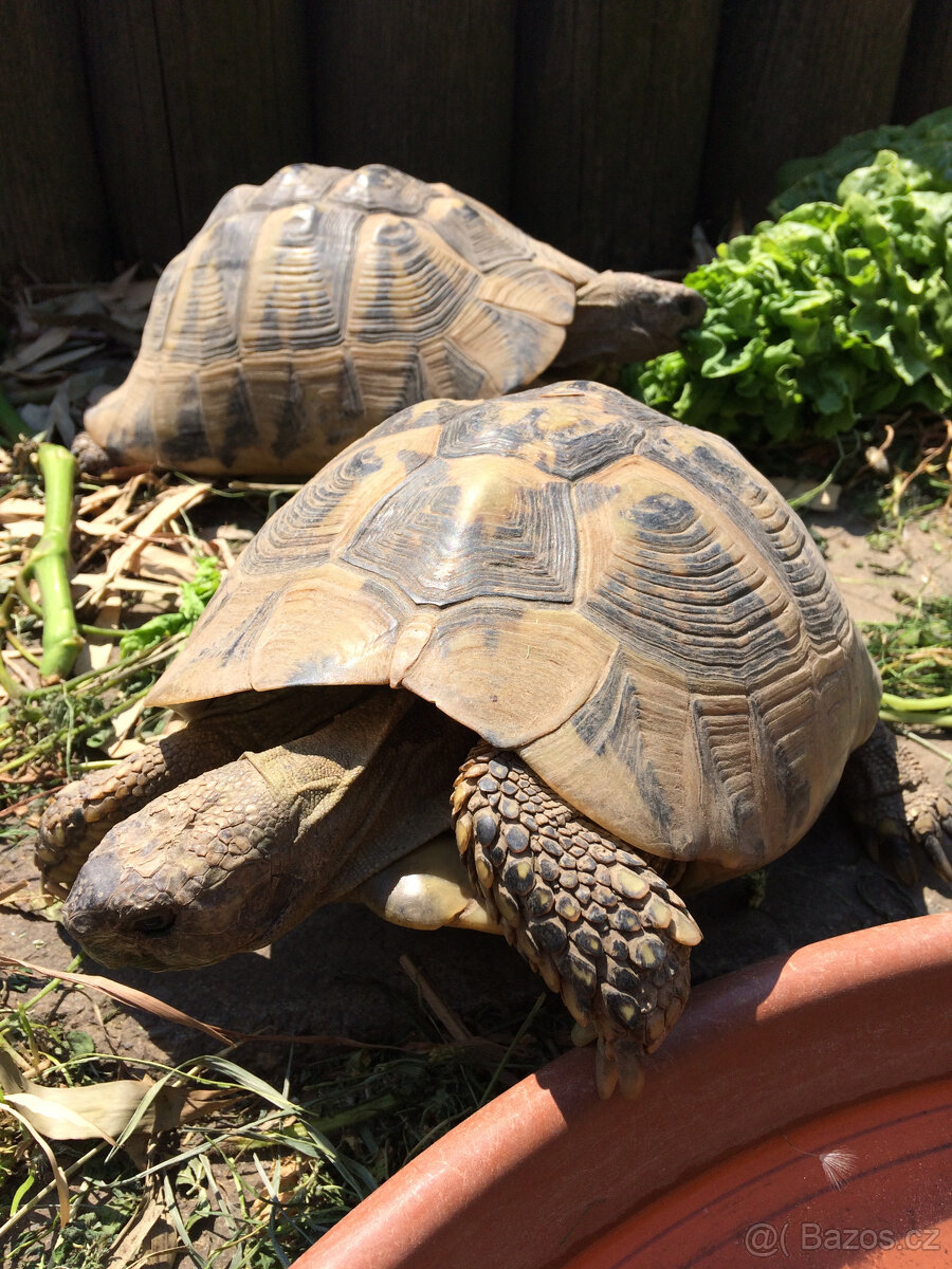 želva zelenavá a vroubená- odrostlá mláďata - 20