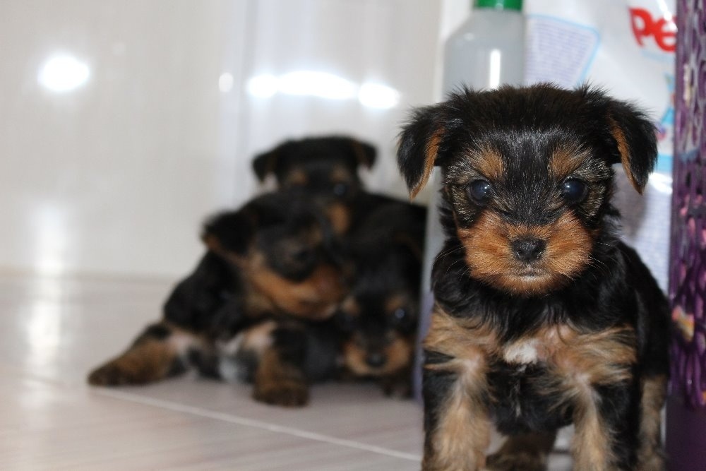 Yorkšírský teriér, Biewer jorkšírský teriér krytí,připuštění - 20