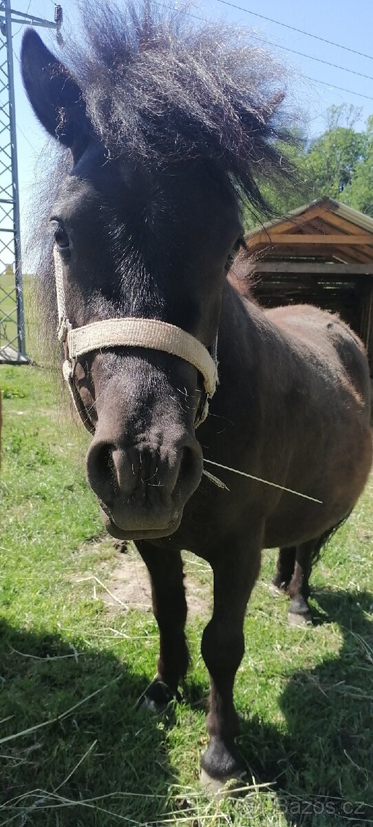 Docházka k poníkovi - 20
