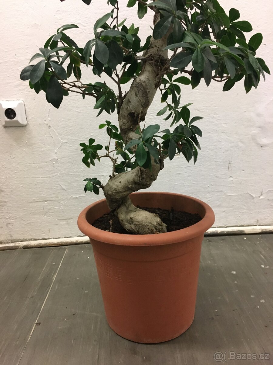 Fikus Benjamin - 20