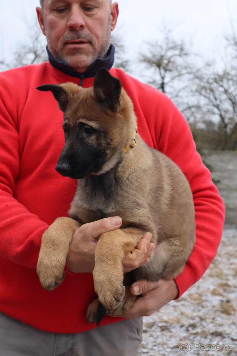 Německý ovčák štěňata s PP, work line, - 20