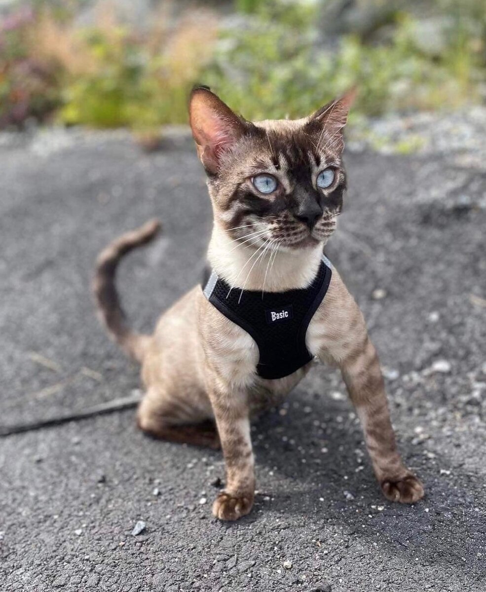 Bengálská kočka,bengálské kotě - 20