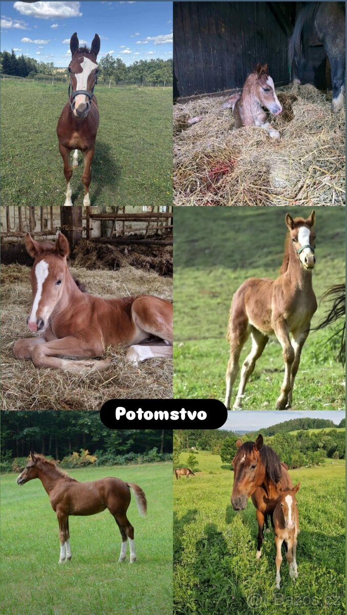 Připouštění Welsh cob - D - 20