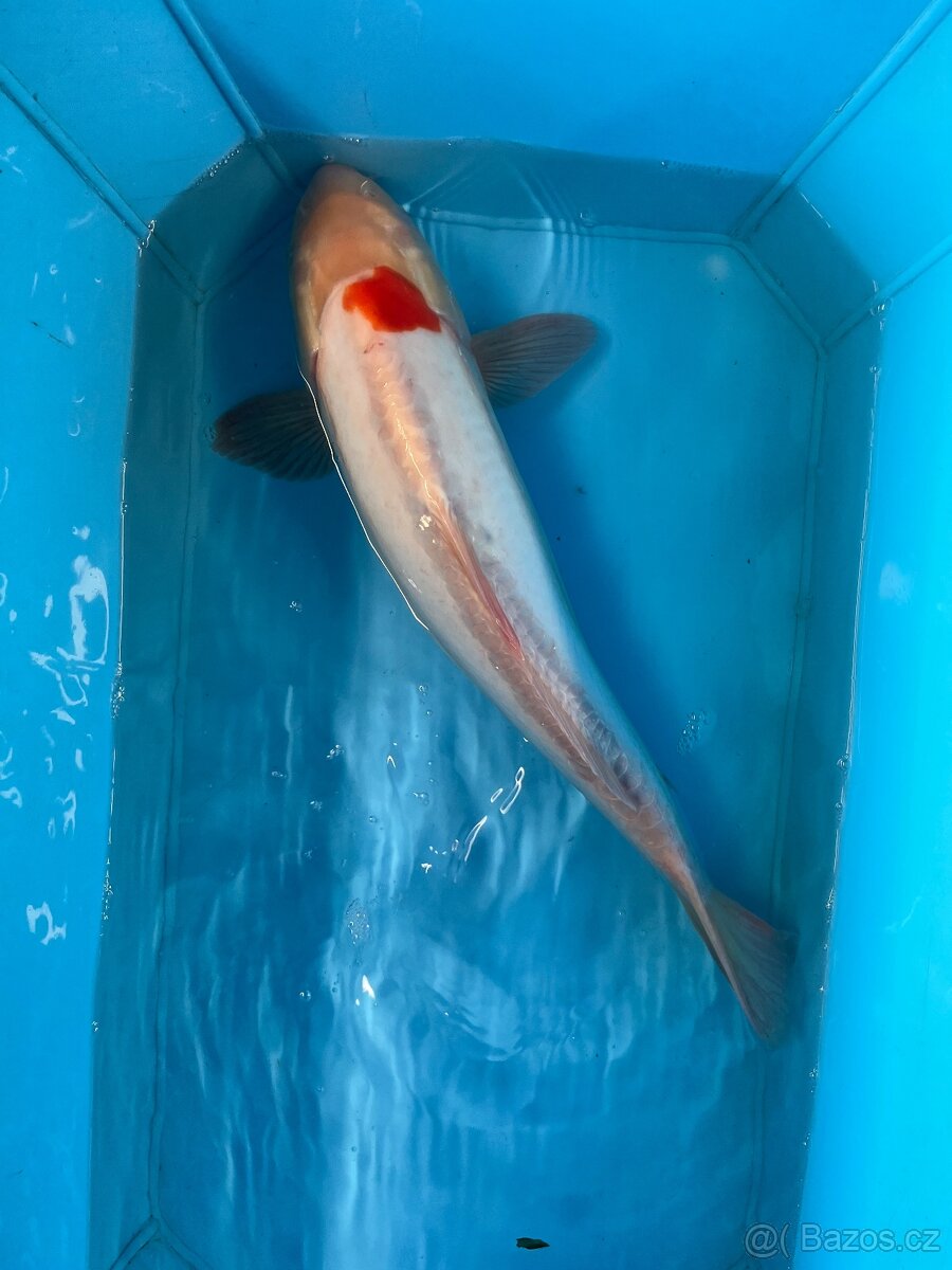 Koi kapr - 20