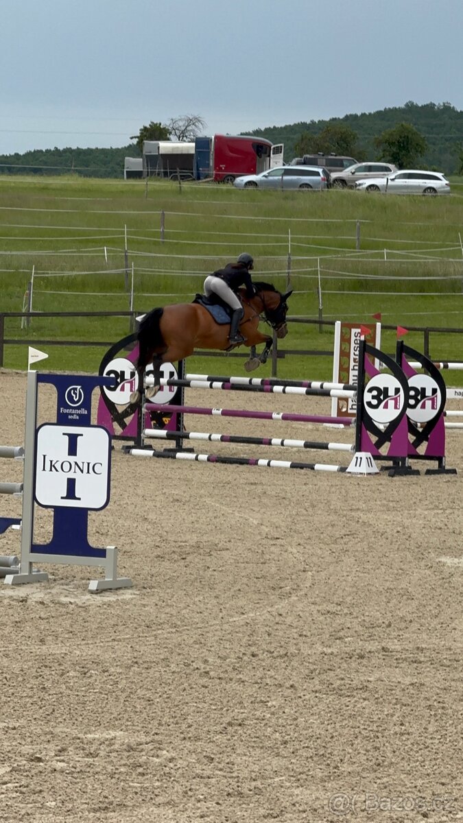 Kobyla do chovu a sportu - 20