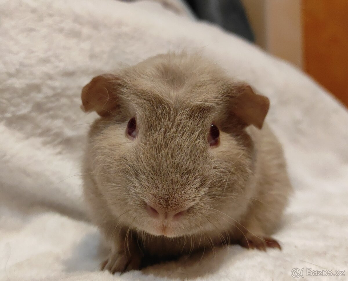 Morčata, morče, morčátka kluci i holky - 20