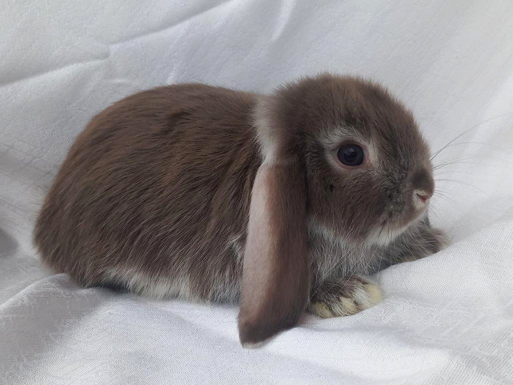 Zakrslí beránci a bílopesíkatí králíčci s rodokmenem - 20