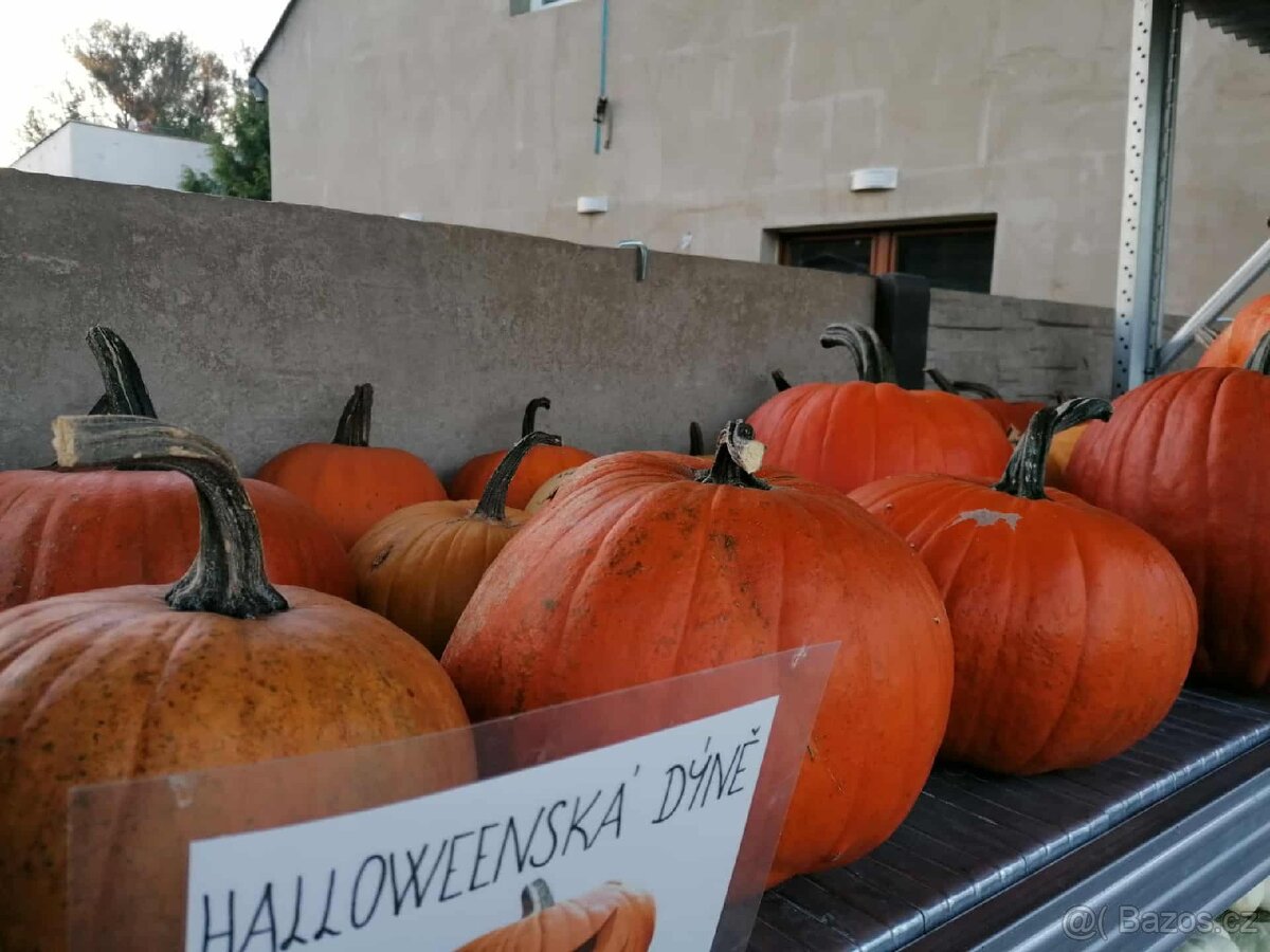 Prodej dýní - 20