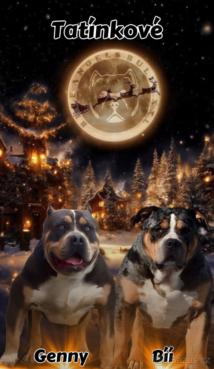 American Bully XL Tricolor - 20