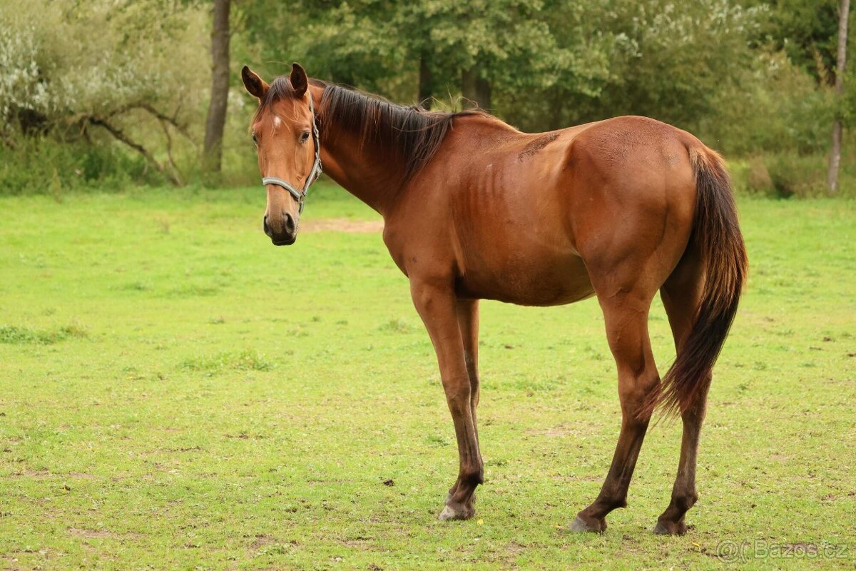 2,5 letí atraktivní a hodní valáškové - 20